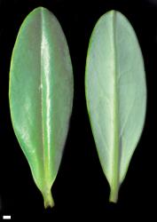 Veronica scopulorum. Leaf surfaces, adaxial (left) and abaxial (right). Scale = 1 mm.
 Image: W.M. Malcolm © Te Papa CC-BY-NC 3.0 NZ